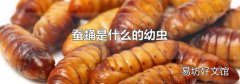 蚕蛹是什么的幼虫