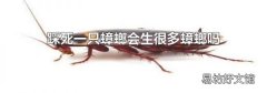 踩死一只蟑螂會生很多蟑螂嗎