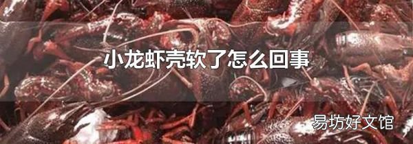 小龍蝦殼軟了怎么回事