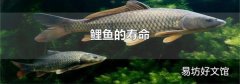 鲤鱼的寿命