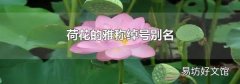 荷花的雅称绰号别名