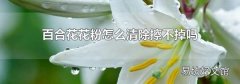 百合花花粉怎么清除擦不掉吗