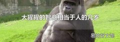 大猩猩的智商相当于人的几岁