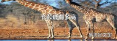长颈鹿有多高