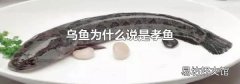乌鱼为什么说是孝鱼