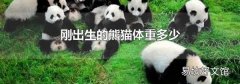刚出生的熊猫体重多少