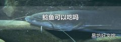 鲶鱼可以吃吗