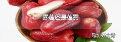 雾莲还是莲雾