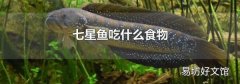 七星鱼吃什么食物