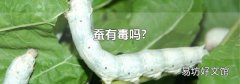 蚕有毒吗?