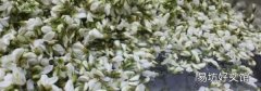 槐花怎么洗