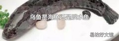 乌鱼是海鱼还是淡水鱼