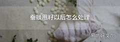 蚕蛾甩籽以后怎么处理