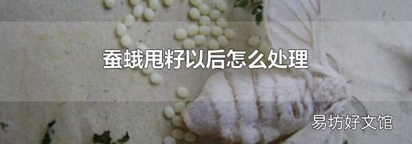 蚕蛾甩籽以后怎么处理