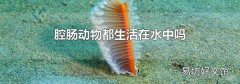 腔肠动物都生活在水中吗