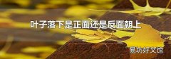叶子落下是正面还是反面朝上