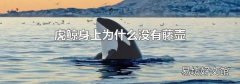 虎鲸身上为什么没有藤壶
