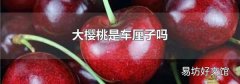 大樱桃是车厘子吗