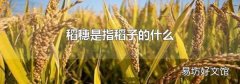 稻穗是指稻子的什么