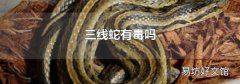 三线蛇有毒吗