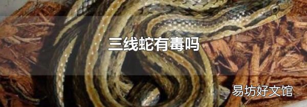 三线蛇有毒吗
