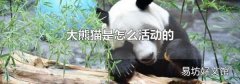 大熊猫是怎么活动的