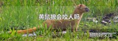 黄鼠狼会咬人吗