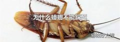为什么蟑螂不能踩死