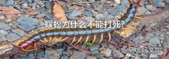 蜈蚣为什么不能打死?