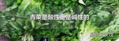 青菜是酸性还是碱性的