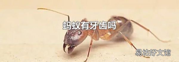 蚂蚁有牙齿吗