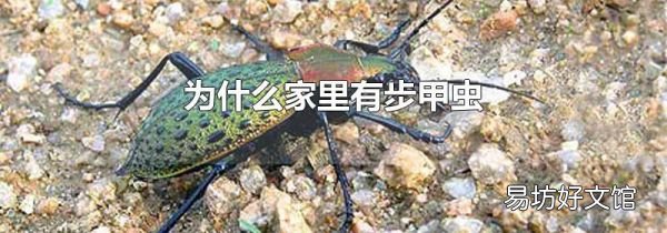 为什么家里有步甲虫