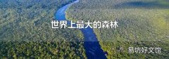 世界上最大的森林