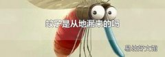 蚊子是从地漏来的吗