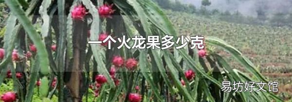 一个火龙果多少克