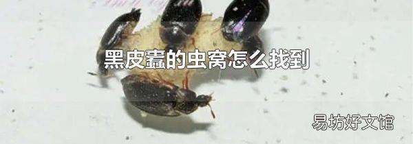 黑皮蠹的虫窝怎么找到
