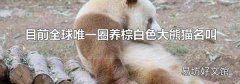 目前全球唯一圈养棕白色大熊猫名叫