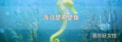 海马是不是鱼