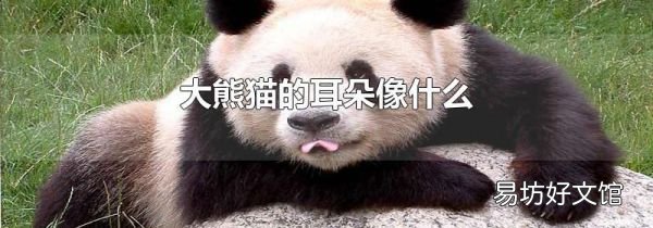 大熊猫的耳朵像什么