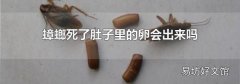 蟑螂死了肚子里的卵会出来吗