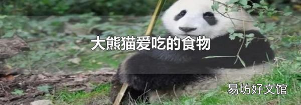 大熊猫爱吃的食物