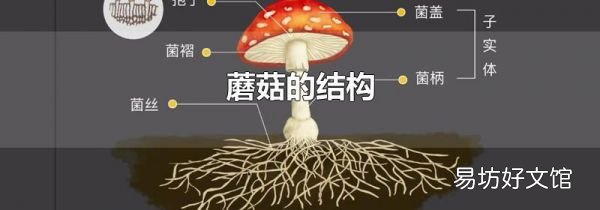 蘑菇的结构