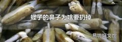 蛏子的鼻子为啥要扔掉