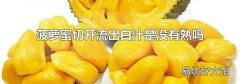 菠萝蜜切开流出白汁是没有熟吗