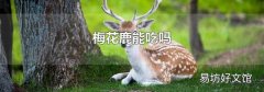 梅花鹿能吃吗