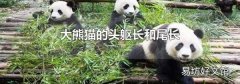 大熊猫的头躯长和尾长