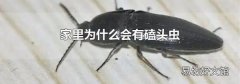 家里为什么会有磕头虫