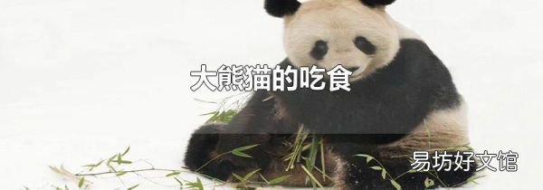 大熊猫的吃食