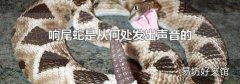 响尾蛇是从何处发出声音的