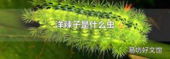 洋辣子是什么虫